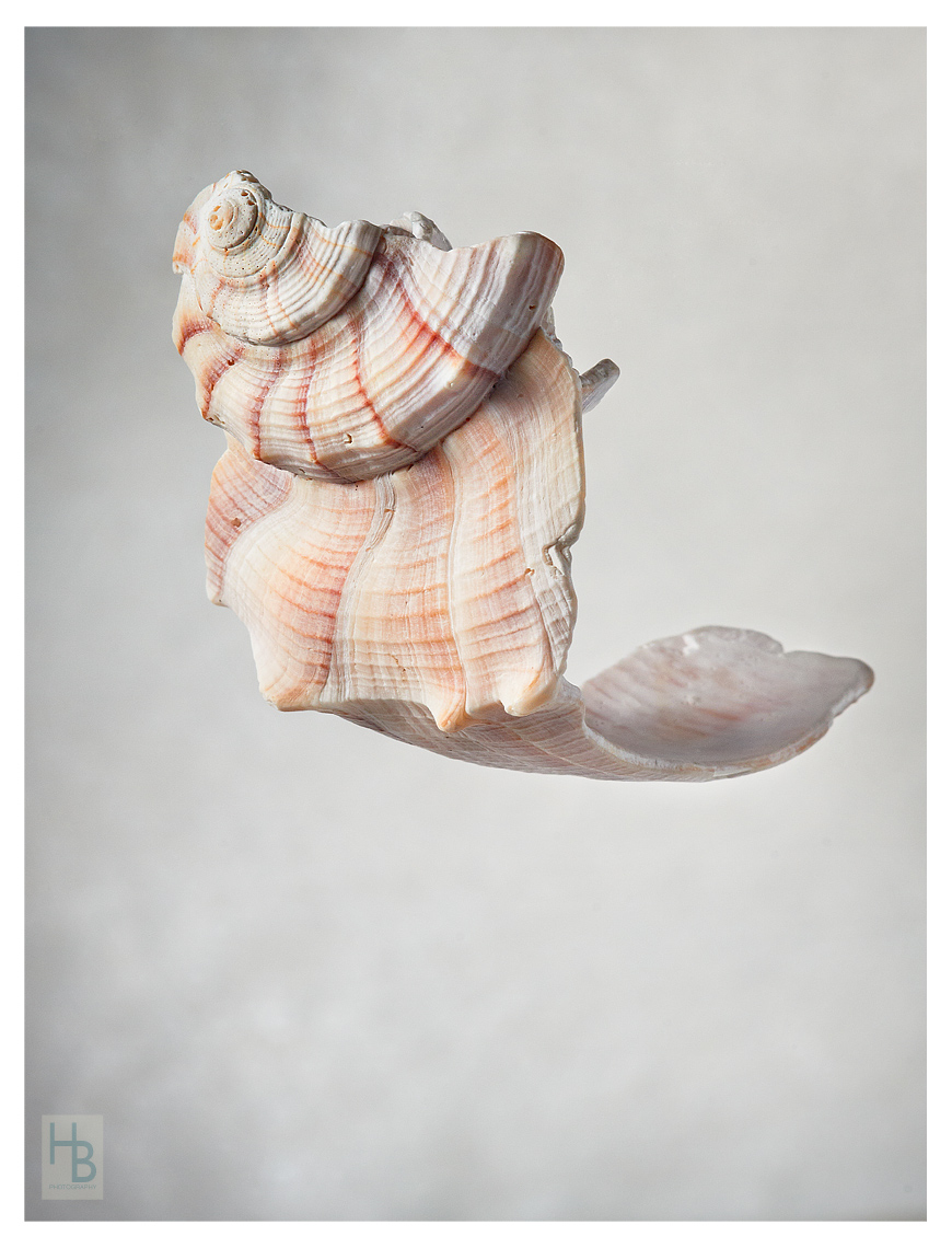 20190910HB_ShellsMacro3792web