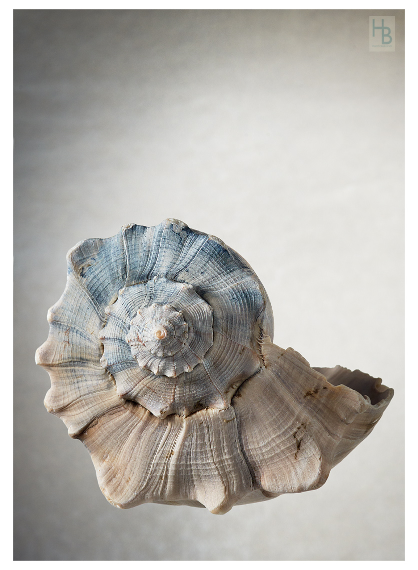 20190910HB_ShellsMacro3935web