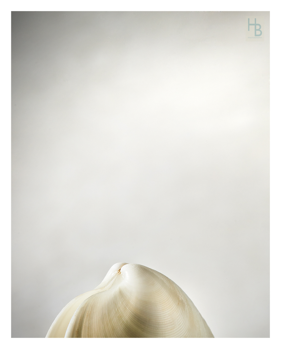 20190910HB_ShellsMacro4124web